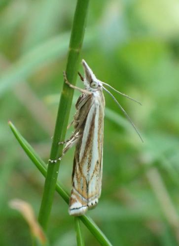 Réf. 257 904 : Crambus lathoniellus